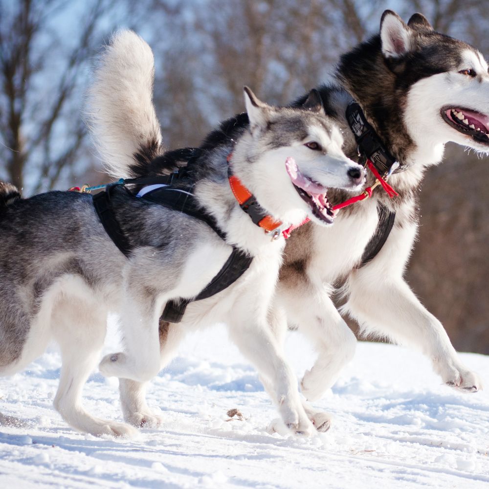 Chiens de traîneau dans la neige