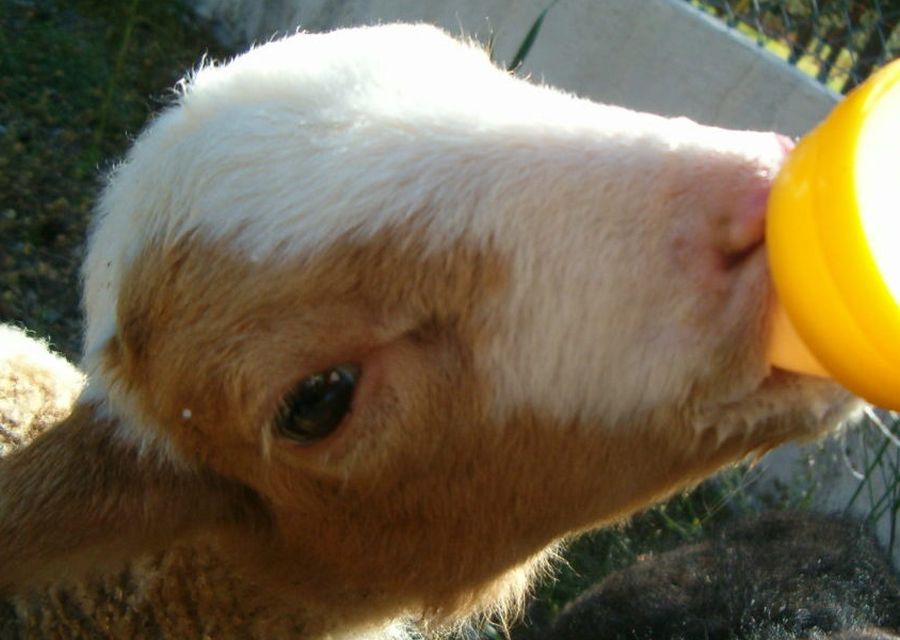 Les animaux de la ferme des Blacouas