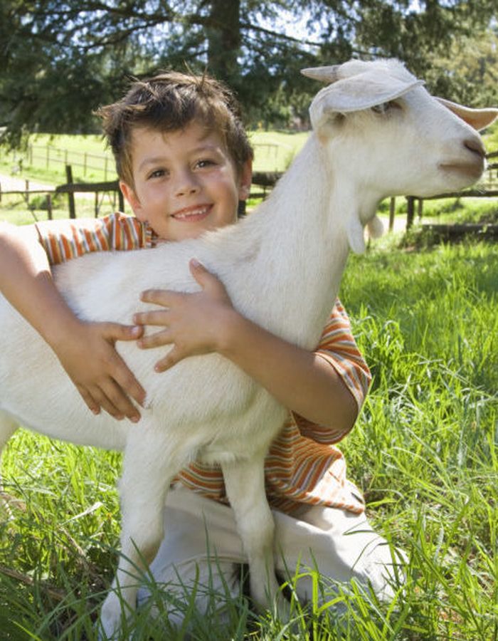 Un enfant porte un chevreau
