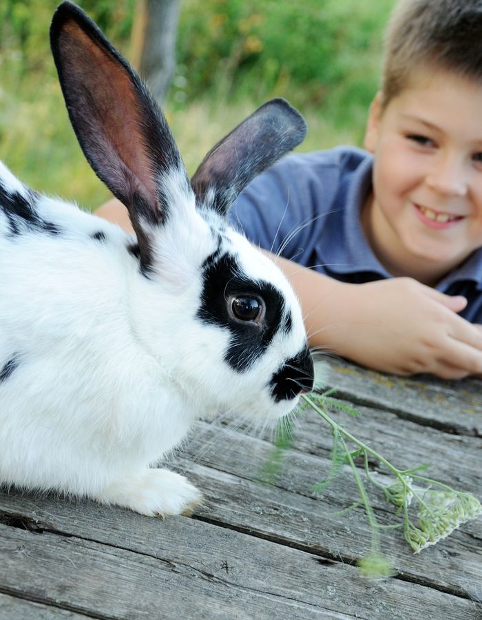 Un enfant caresse un lapin