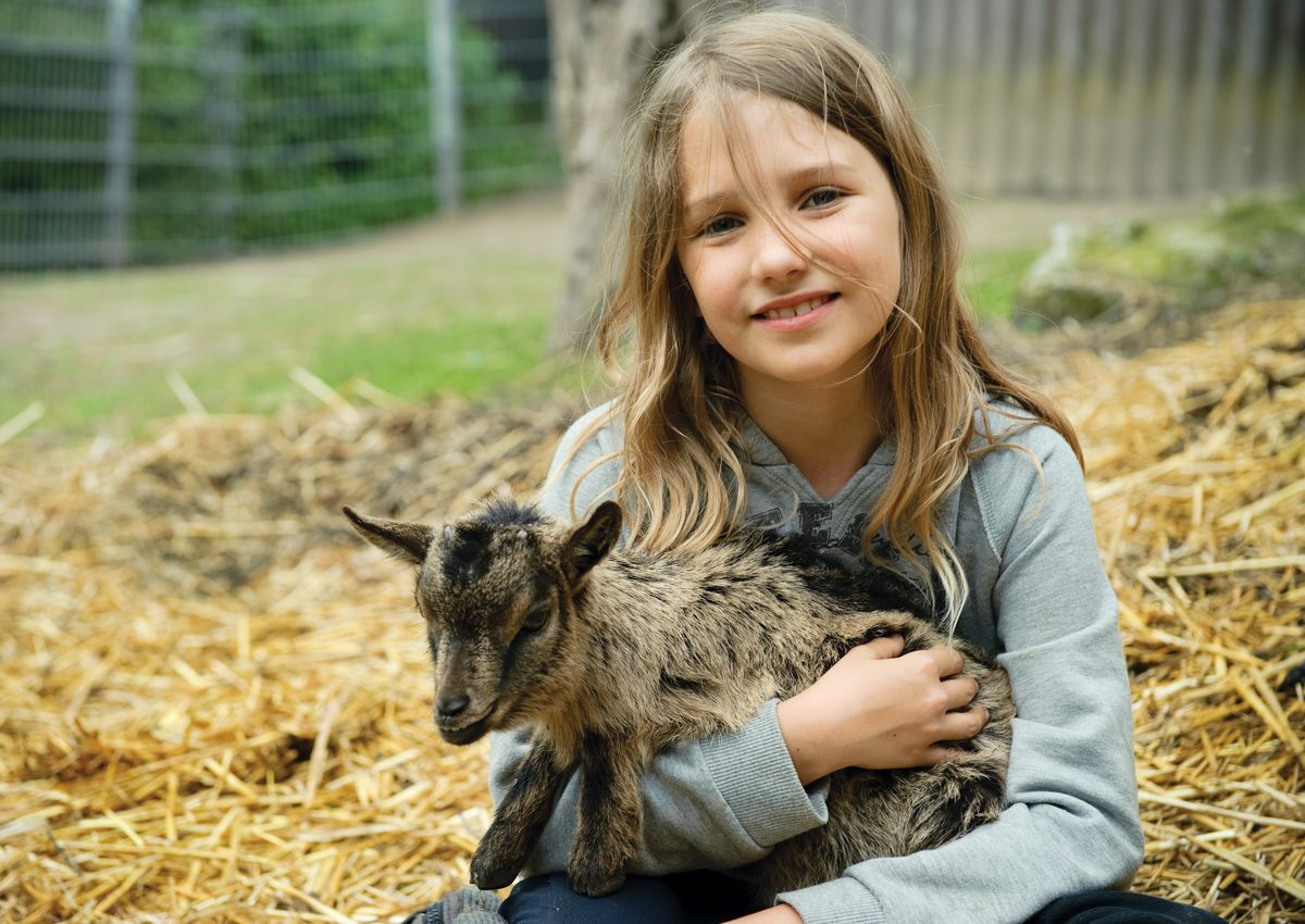 Une enfant tient une chevrette dans les bras à la ferme